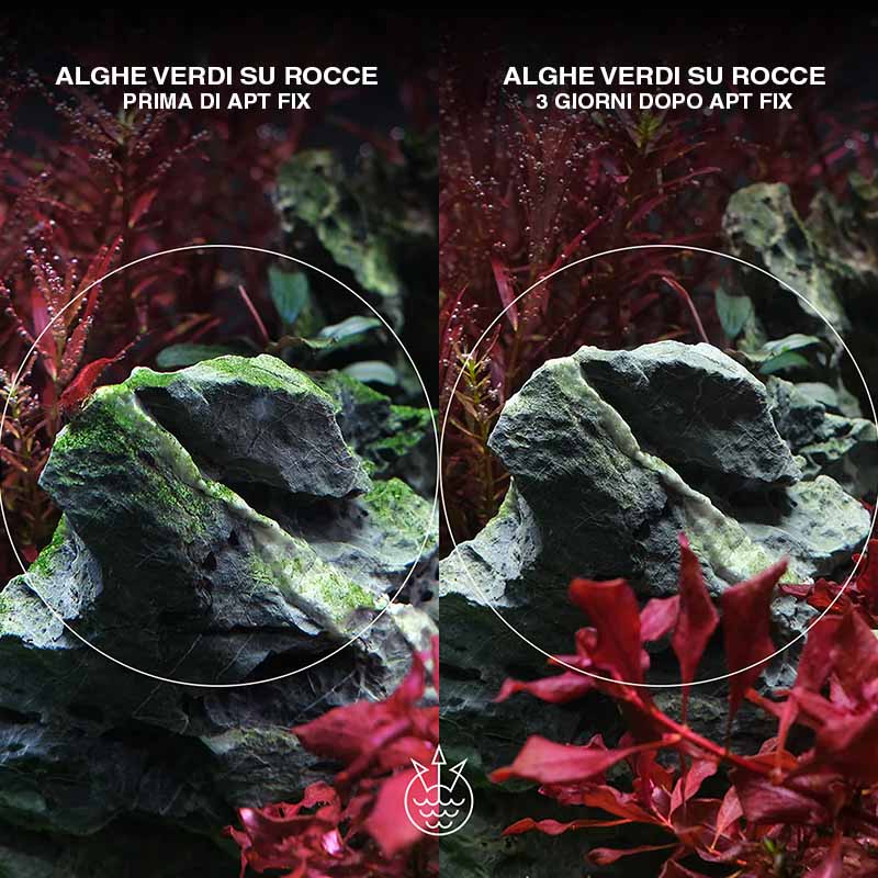 Apt fix algae effetto su alghe verdi sulle rocce in acquario